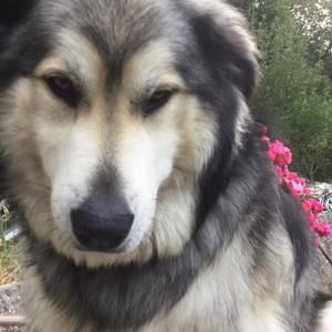 Meet your Posher, Bobby